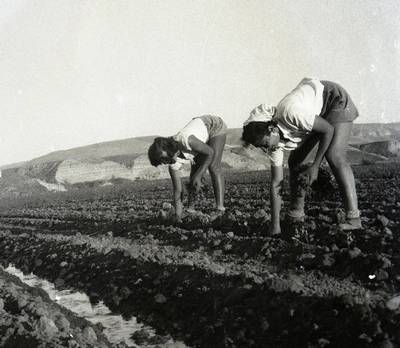 שתילת עגבניות על תלם בהצפה