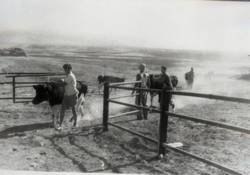 העדר חוזר מהמרעה בגשר הישנה